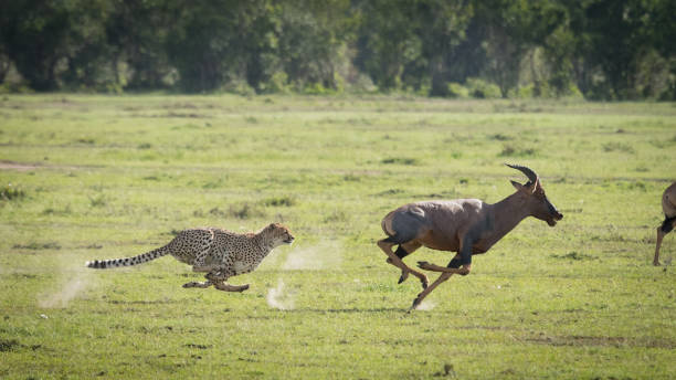 chita correndo tentando pegar corrida a toda velocidade topi em masai mara quênia - chasing - fotografias e filmes do acervo