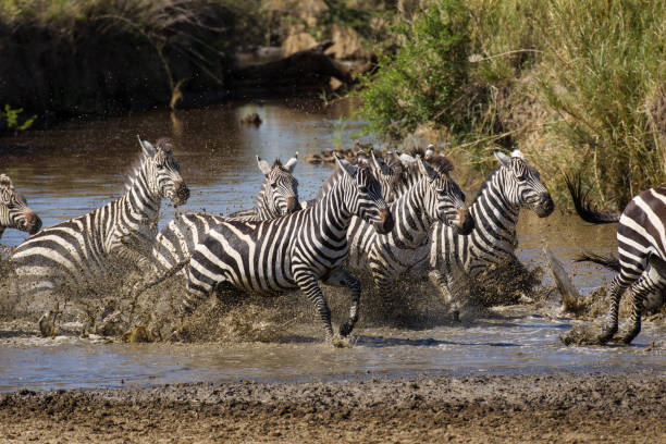 troupeau de zèbres courant à travers l’eau boueuse au bord de la rivière en tanzanie de serengeti - zebra africa wildlife nature photos et images de collection