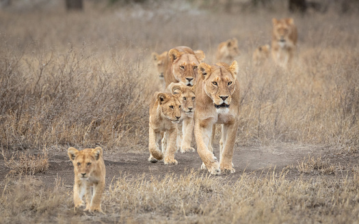 Lion pride led by an adult female lioness with lots of lion cubs walking in the dry bush in Ndutu Tanzania