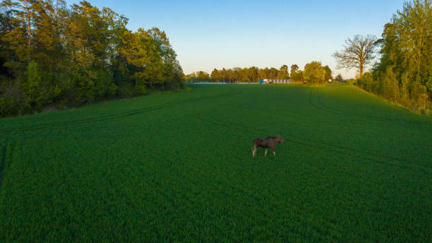 sonnenuntergangselch - moose crossing sign stock-fotos und bilder