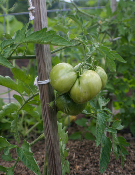 istock Tomatoes in the garden. 1250355212