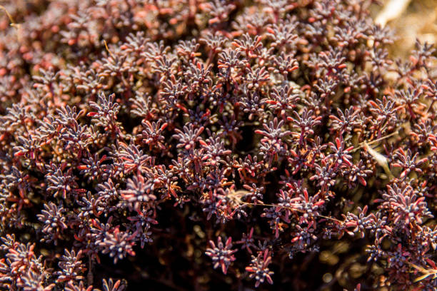 istock wildflowers of Mount Rainer 1250355262