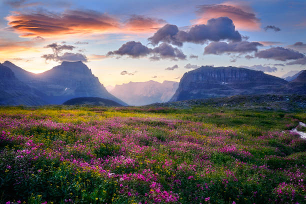 parc national des glaciers - aube lenticulaire 2 - landscape montana wildflower flower photos et images de collection
