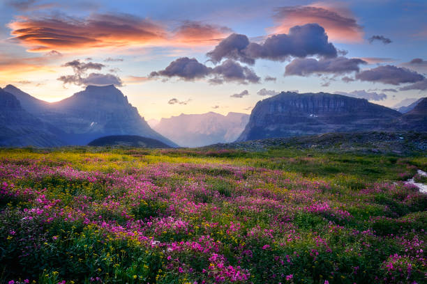 氷河国立公園 - レンチキュラーの夜明け2 - montana mountain meadow flower ストックフォトと画像