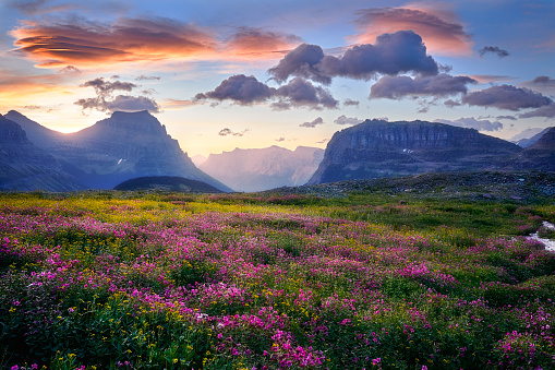 Soft morning light fills the meadows and the meadows come to life in the areas surrounding Logan Pass inside Glacier National park, Montana USA