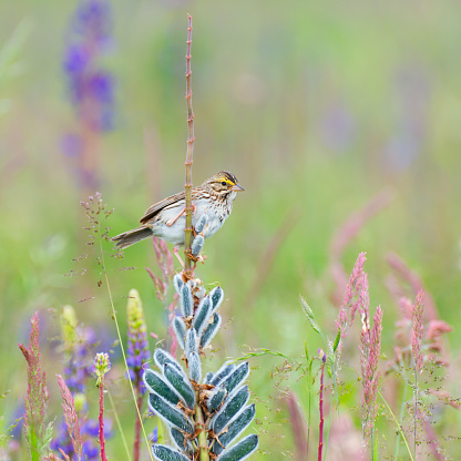 A closeup of a sparrow perched on a post