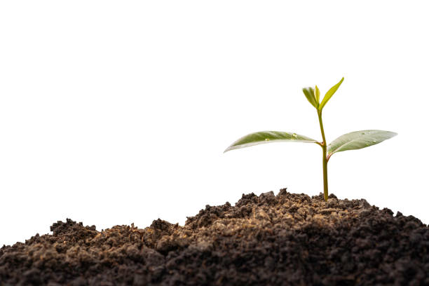 istock Green plant, germinating seedling sprout growing from soil isolated on white background with clipping path. Nature ecology and growth concept with copy space. 1250361219