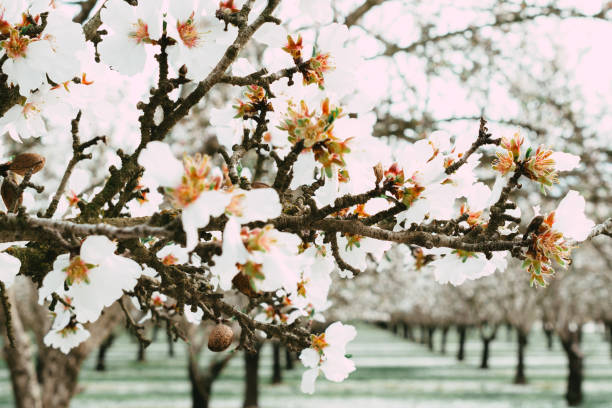Almond Blossoming Almonds Blossoms chico california photos stock pictures, royalty-free photos & images