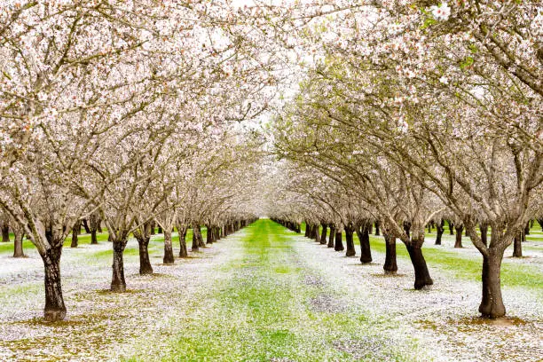 Almonds Blossoms