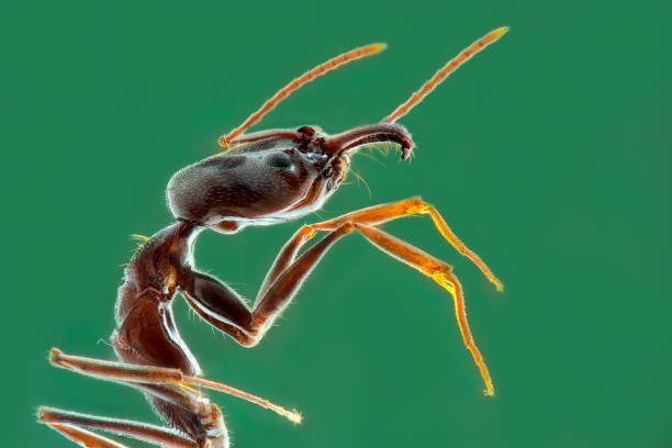 istock Extreme close up ant using macro photography teknique 1250361303