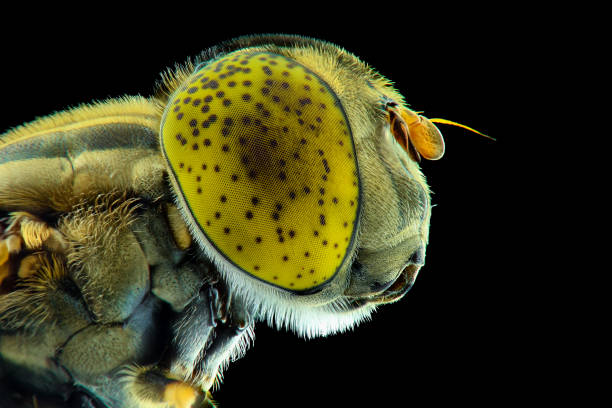 istock Extreme close up fruit flies, using macro photography teknique 1250361322