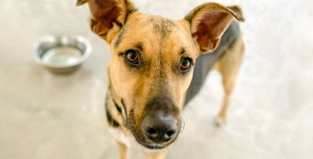 istock Dog Bowl Hungry 1250361345