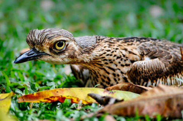 bush stone curlew (burhinus grallarius) - stone curlew zdjęcia i obrazy z banku zdjęć