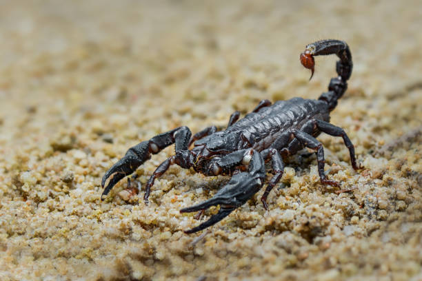 istock Asian scorpion  forest on sand in tropical garden 1250370042