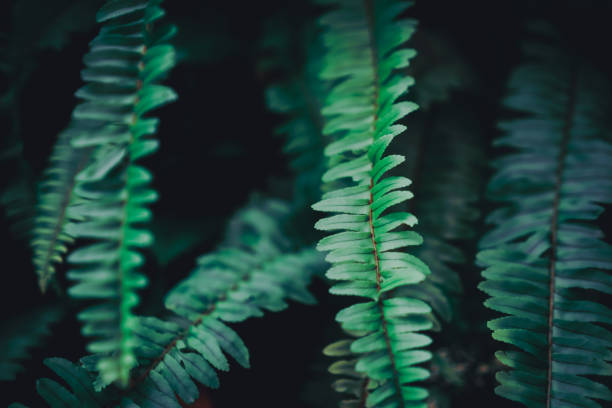 istock Selective focus closed up tropical summer green leaf background with sunlight. 1250370046