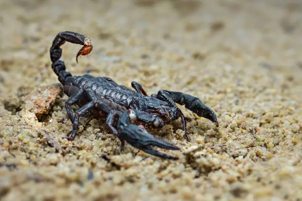 Photo of Asian scorpion  forest on sand in tropical garden