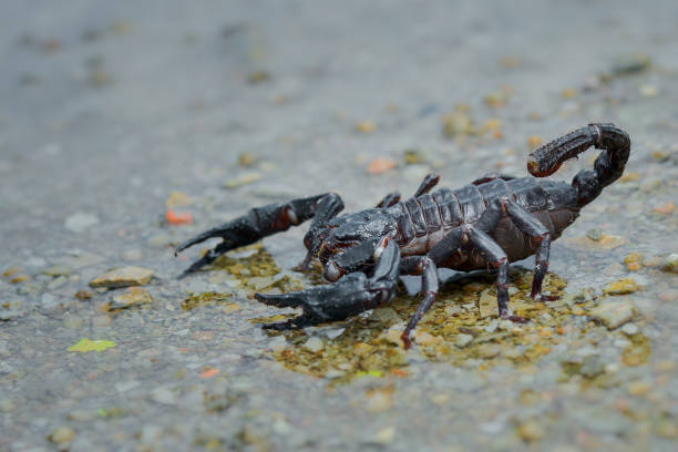 istock Asian scorpion  forest in water 1250370133