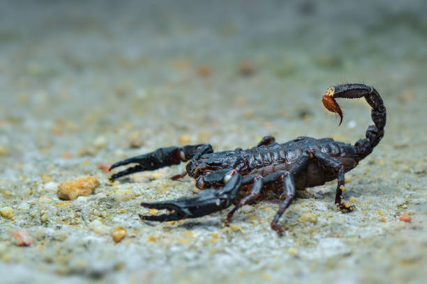 istock Asian scorpion  forest on sand in tropical garden 1250370210
