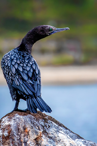 Great black cormorant standing on a rock