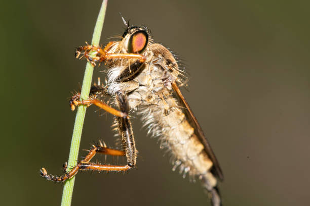 istock fly ktyr hornet on the grass 1250371151
