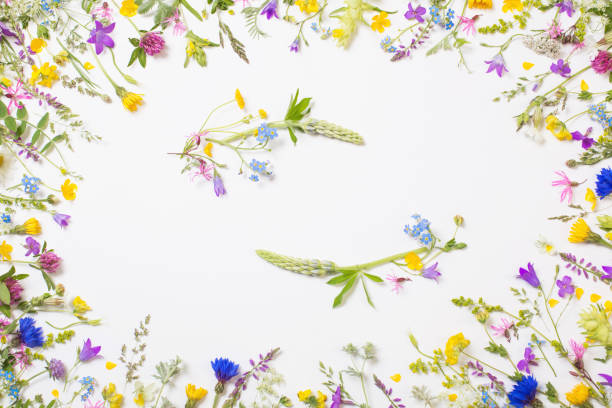 istock beautiful wild flowers on white background 1250371339