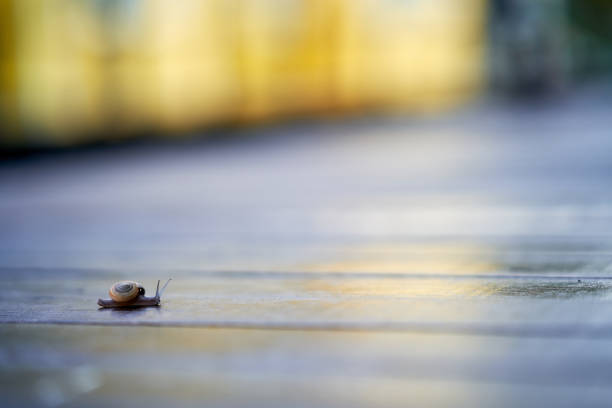 Little snail walking on the old wooden , Thailand