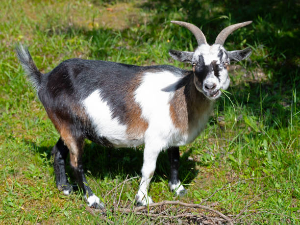 istock A Goat with a Mouthful of Grass 1250381035