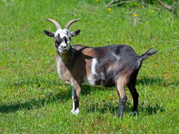 istock A Goat Standing in the Field 1250381049