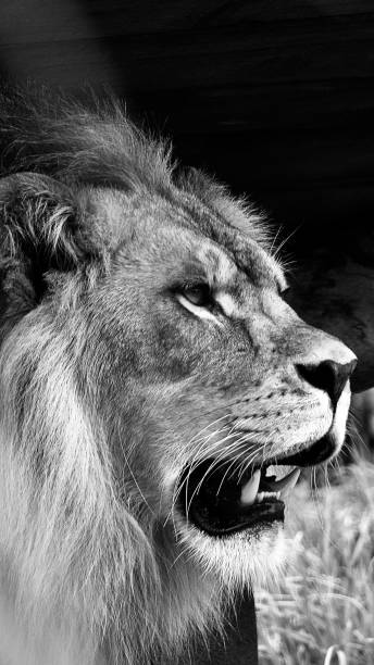 istock Lion Phone Wallpaper 1250381277