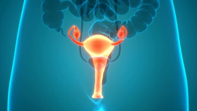 4,670 Female Reproductive System Stock Videos and Royalty-Free Footage -  iStock | Uterus, Female anatomy, Male reproductive system
