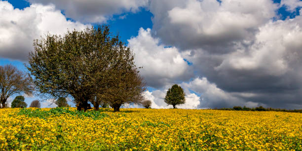 Summer Landscape in park