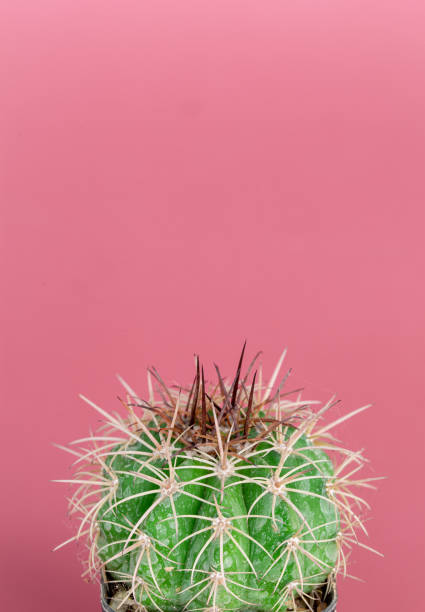 istock Beautiful Melocactus close-up in a pot has a spiky 1250385194