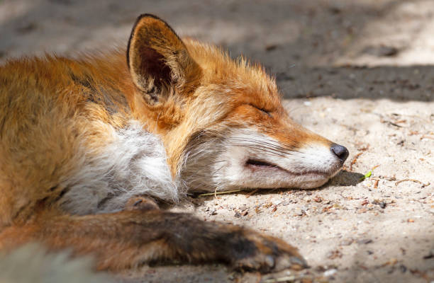 istock Close up of a Red fox sleeping, selective focus 1250386305