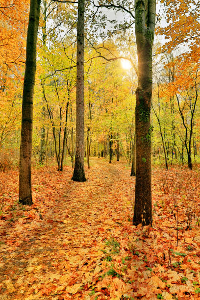 istock orange trees in autumn park 1250387160