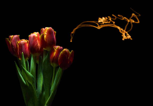 istock red and yellow tulip bunch on black background 1250387193