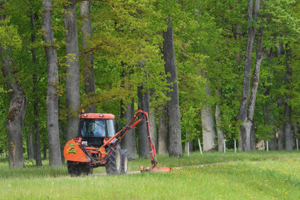 Bauska, June 01: Kioti tractor mow grass in large park on June 01, 2020 at Bauska, Latvia. Kioti Tractors the trade name for Daedong tractors in North America and Europe