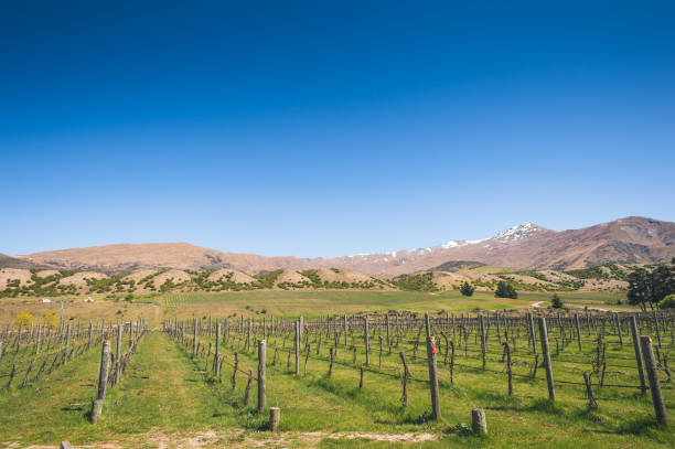 vista de viñedo y montañas brumosas de fondo al atardecer en la región de marlborough nueva zelanda - marlborough region zealand new new zealand fotografías e imágenes de stock