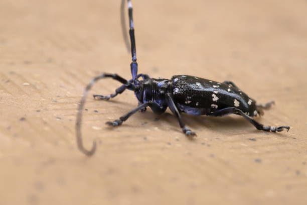 istock Longhorned beetles of Japan. 1250389851