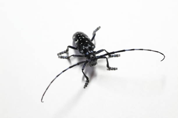 istock Longhorned beetles of Japan. 1250389871