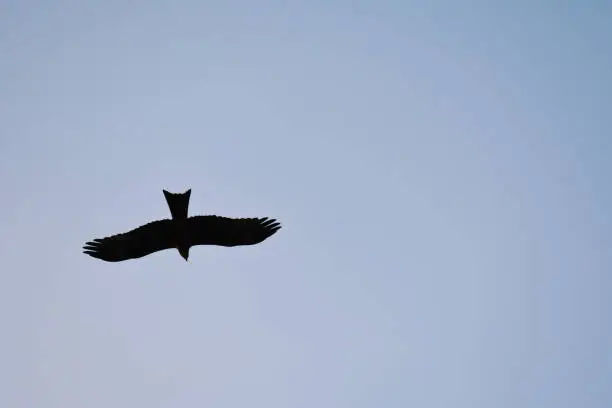 silhouette crow captured in a blue sky while flying