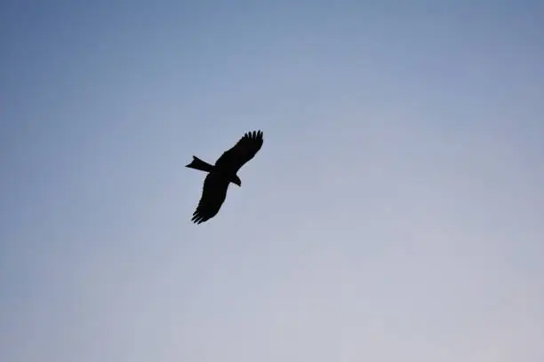 A crow flying in a blue sky