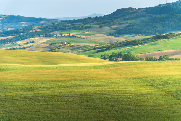 green meadow herbe terrain paysage paysage fermes typiques route incurvée avec cyprès à la crète senesi à toscana, italia, europe nature scenics fond - pienza tuscany italy landscape photos et images de collection