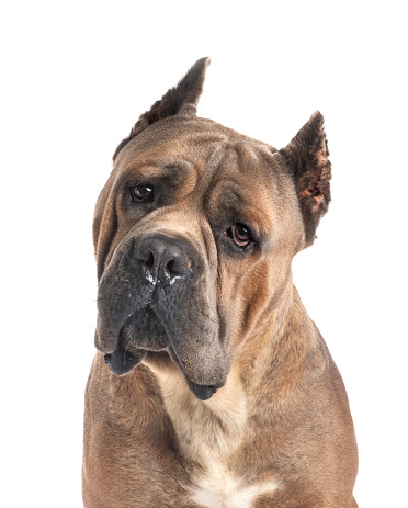 adult italian mastiff in front of white background