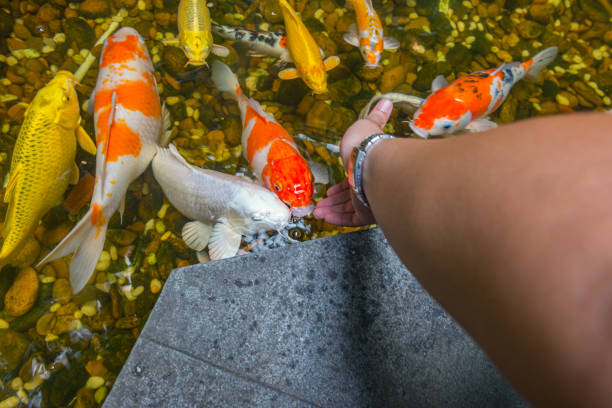 istock Human hand feeding Japanese Koi fish in the pond 1250392012