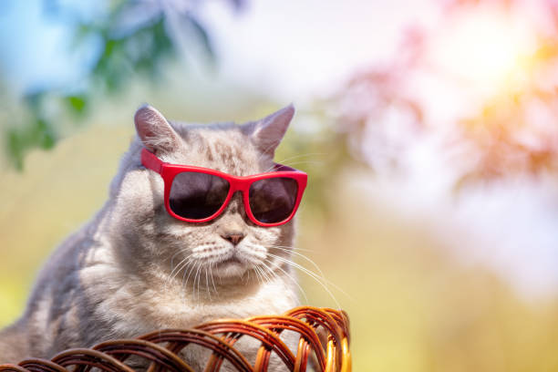 istock Siamese cat in sunglasses sitting in a basket outdoors in summer 1250394351