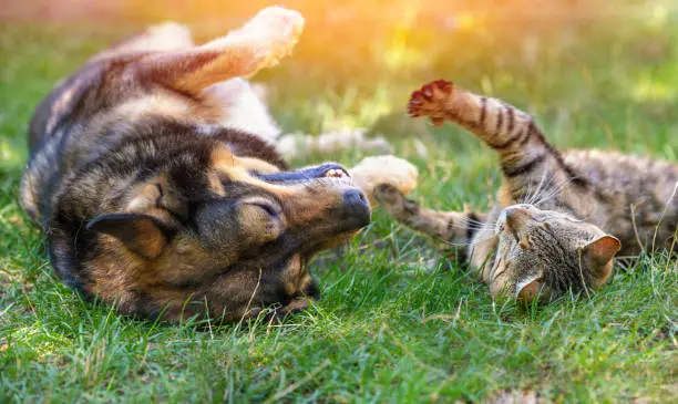 Photo of Dog and cat best friends playing together outdoors. Lying on the back together