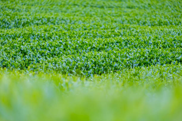 piantagione di tè verde fresco - tea crop spring japanese culture tea foto e immagini stock