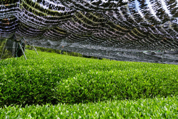 Covered Gyokuro teaShooting in Wazuka-cho, Kyoto with the help of the local community