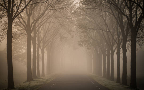 istock Misty Lane of Ash in the mist 1250397523