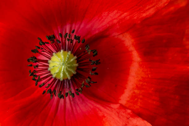 붉은 양귀비의 심장 - 파파버 라와스 - macro poppy red close up 뉴스 사진 이미지
